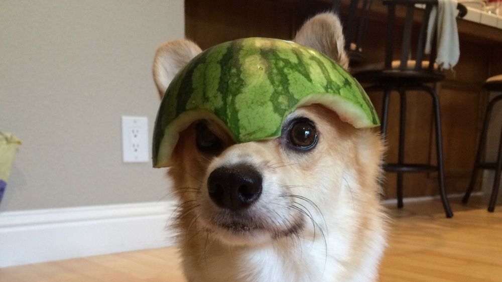 GASΟΛΟΓΙΕΣ #339 | ΤΟ ΦΤΗΝΟ ΕΙΝΑΙ ΑΚΡΙΒΟ