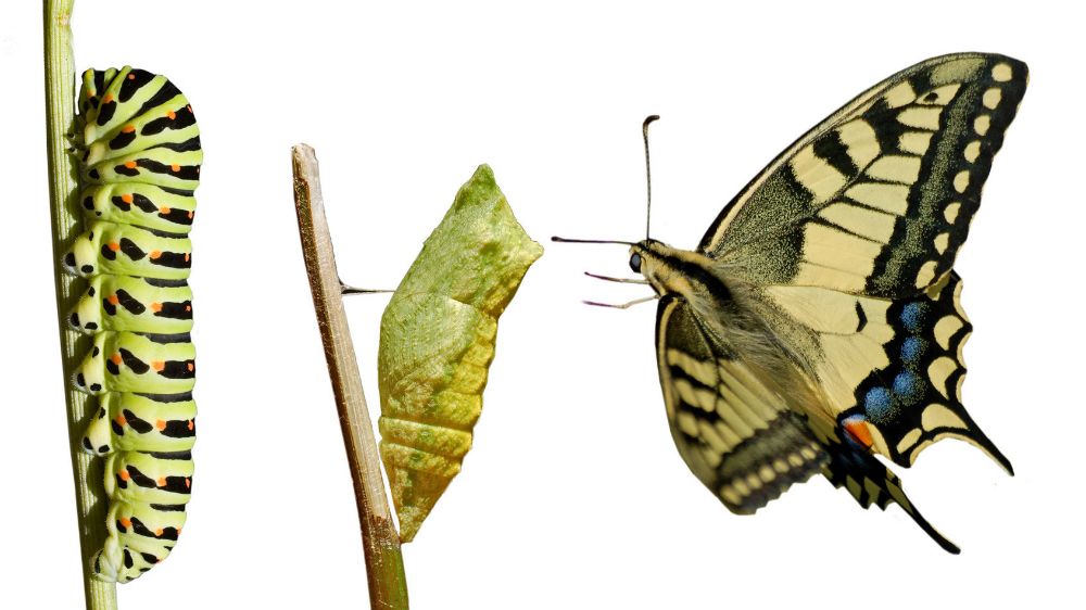 GASΟΛΟΓΙΕΣ #428 | Η ΕΥΧΗ ΜΑΣ