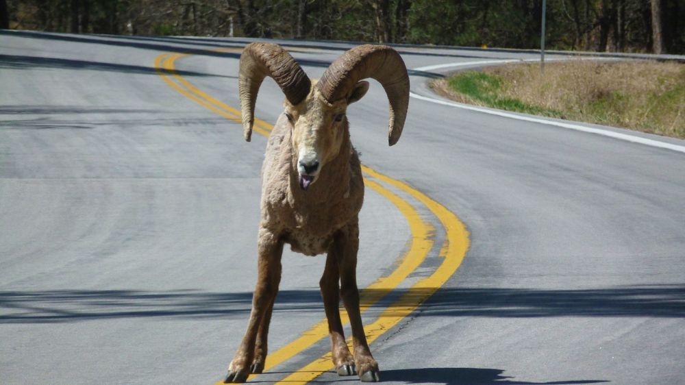 GASΟΛΟΓΙΕΣ #541 | ΑΡΝΙΑ ΣΟΥΒΛΙΣΤΑ ΚΑΙ ΜΗ