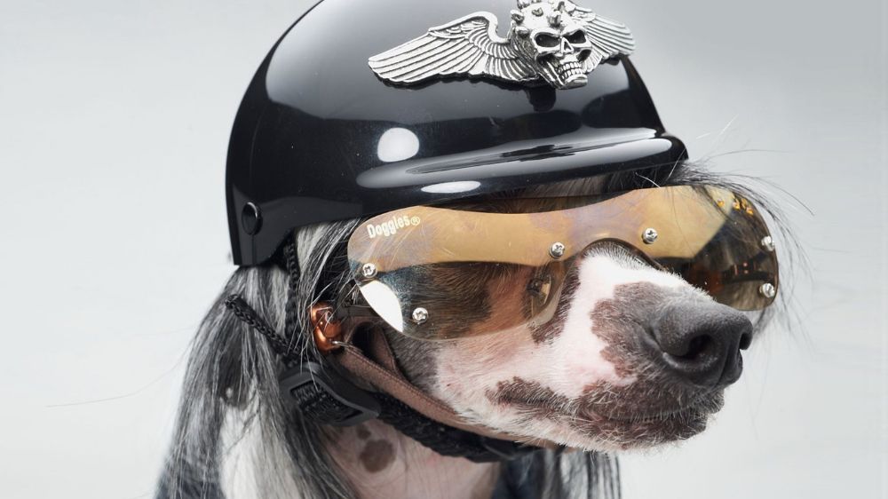 GASΟΛΟΓΙΕΣ #549 | ΤΖΑΜΑΡΙΑ & ΜΟΤΟΣΥΚΛΕΤΑ